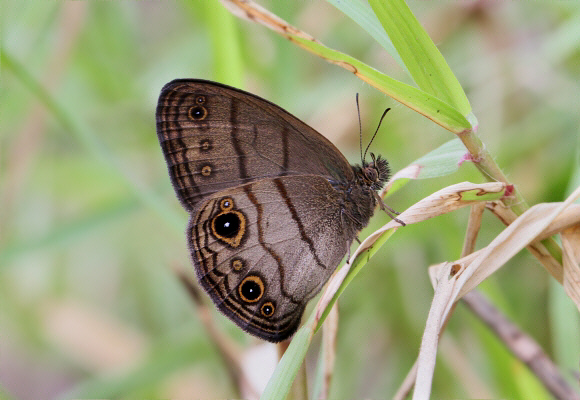 Harmonia Ringlet