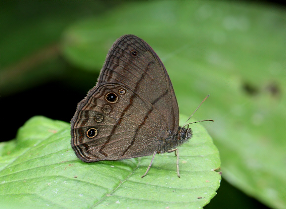 Hermes Ringlet