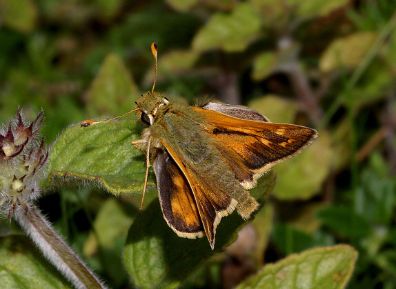 Common Branded Skipper