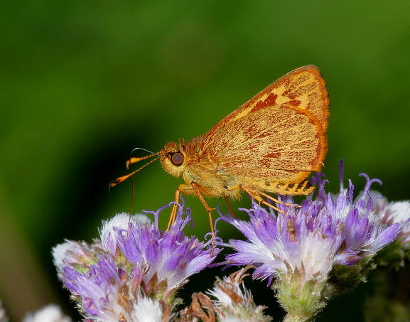 Ludo Grass Skipper