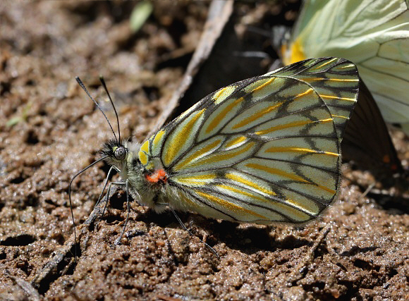 Hopffer’s Andean White