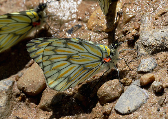 Hesperocharis%20nereina%202957 001a - Learn Butterflies