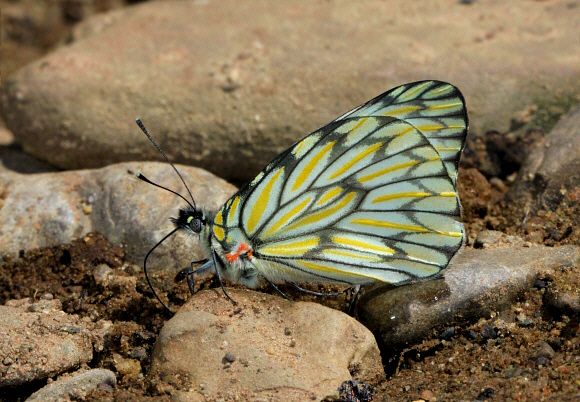 Hesperocharis%20nereina%204984 001a - Learn Butterflies