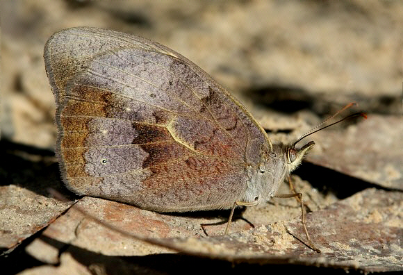 Heteronympha merope female, Fitzroy Falls, Wollongong, NSW, Australia – David Fischer