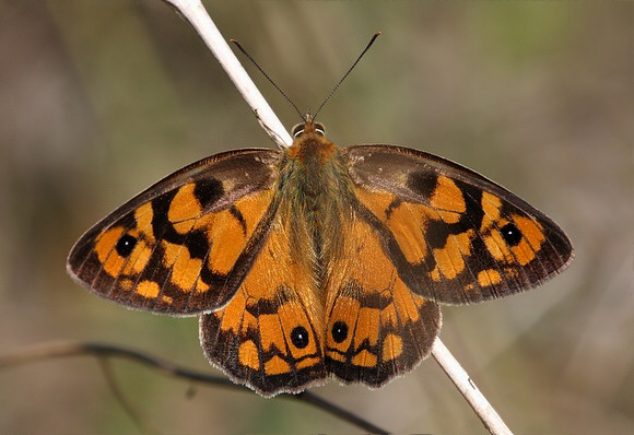 Shouldered Brown