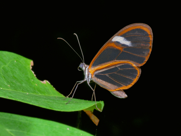 Edessa Glasswing