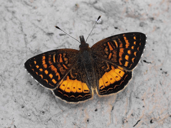 Higginsius fasciata, Bosque Sho'llet, Peru - Adrian Hoskins