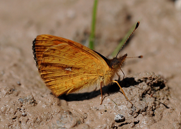 Higginsius fasciata, Bosque Sho'llet, Peru - Peter Maddison