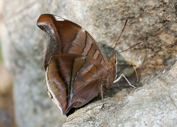 Stinky Leafwing