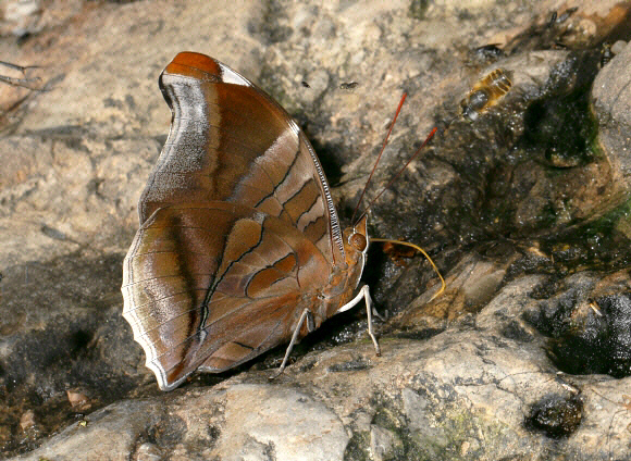 Historis odius, male, Satipo, Peru - Adrian Hoskins