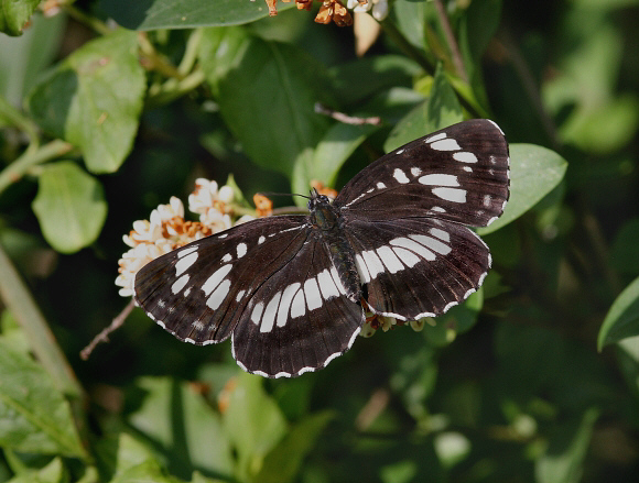 Hungarian Glider