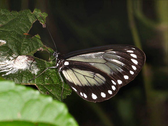 Weymer’s Glasswing