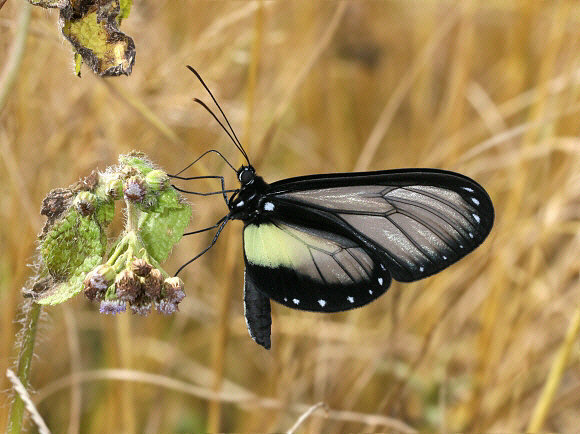 Mestra Glasswing