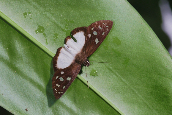 Hyalothyrus neleus, female, Rio Alto Madre de Dios, Peru - Adrian Hoskins