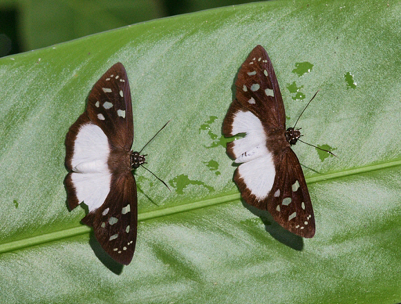 Social Skipper