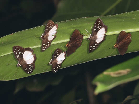 Hyalothyrus neleus, 4 females and 2 males - Tony Hoare