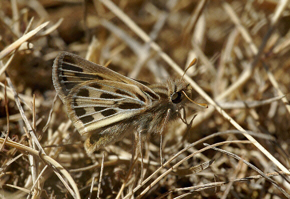 Peruvian Puna Skipper