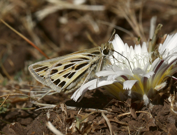 Hylephila peruana, La Oroya, Peru - Adrian Hoskins