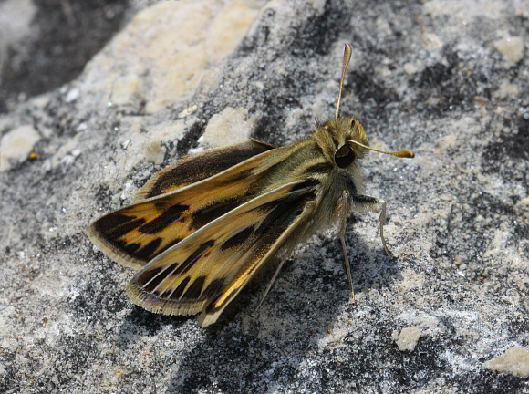 Hylephila peruana female, La Oroya, Peru - Adrian Hoskins