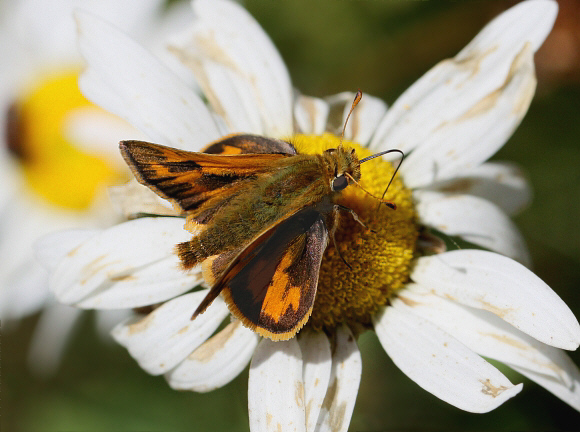 Hylephila phyleus andina, male, Shismay, Huanuco, Peru - Adrian Hoskins