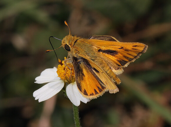 Fiery Skipper