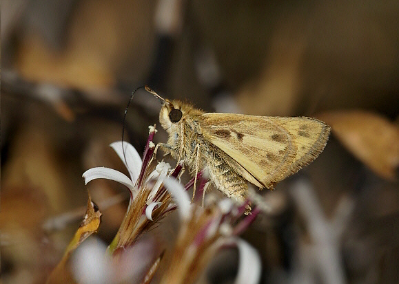 Hylephila phyleus andina, male, Huacarpay, Cusco, Peru - Adrian Hoskins