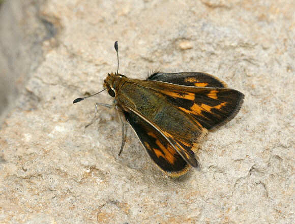 Hylephila phyleus andina, female, Shismay, Peru - Adrian Hoskins