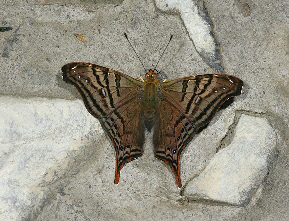 Hypanartia dione, Manu cloudforest, Peru – Adrian Hoskins