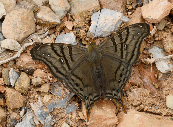 False Daggerwing