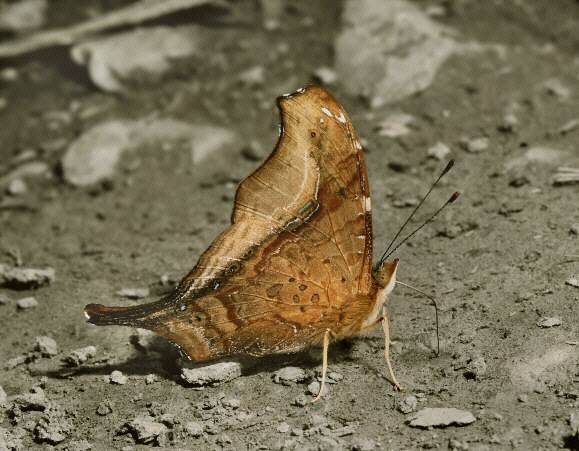 Hypanartia dione, Manu cloudforest, 2600m, Peru – Adrian Hoskins