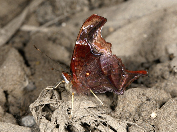 Hypanartia fassli, Ecuador - Tony Hoare