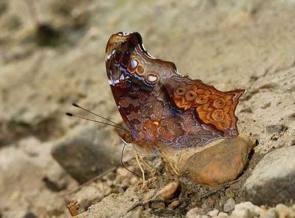 Hypanartia cinderella, Manu cloudforest, 1700m, Peru – Adrian Hoskins