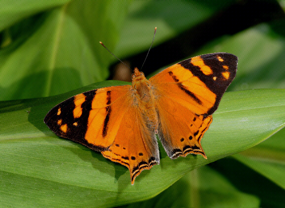 Orange Admiral