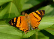 Hypanartia%20lethe%20001b small - Learn Butterflies