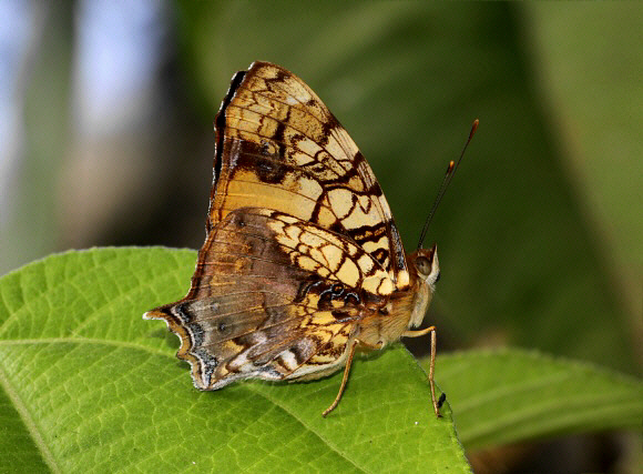 Hypanartia lethe, Satipo, Peru - Adrian Hoskins