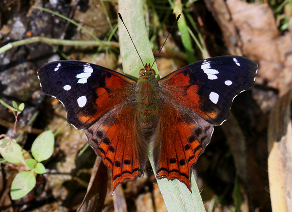 Hypanartia trimaculata, Tatama NP, Colombia ï¿½ Adrian Hoskins