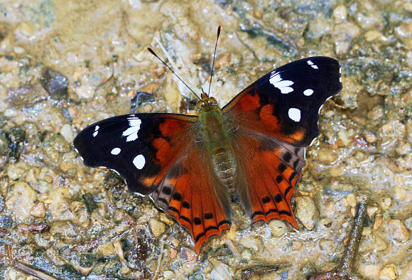 Hypanartia trimaculata, Tatama NP, Colombia ï¿½ Adrian Hoskins