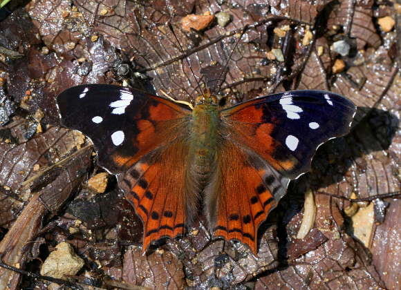 Hypanartia trimaculata, Tatama NP, Colombia ï¿½ Adrian Hoskins