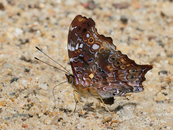 Hypanartia trimaculata, Antioquoia, Colombia ï¿½ Adrian Hoskins