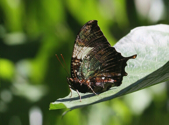 Marbled Leafwing