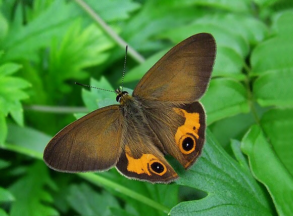 Common Brown Ringlet