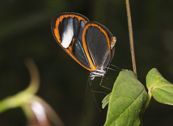 Hypoleria lavinia, Mariposa, Satipo, Peru - Adrian Hoskins