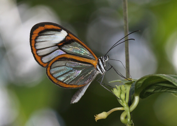 Lavinia Glasswing