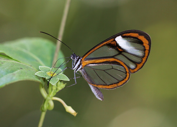 Hypoleria lavinia male, Mariposa, Satipo, Peru - Adrian Hoskins