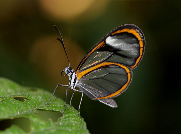 Sarepta Glasswing