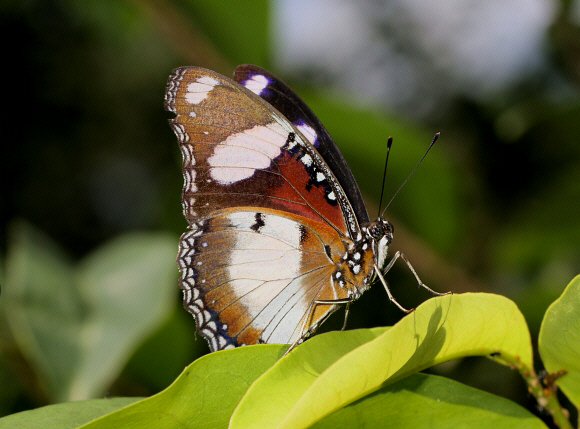 Hypolimnas misippus male, Aburi, Ghana