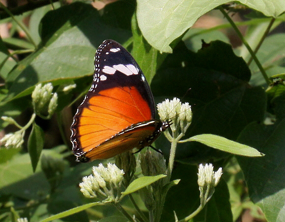 Danaid Eggfly