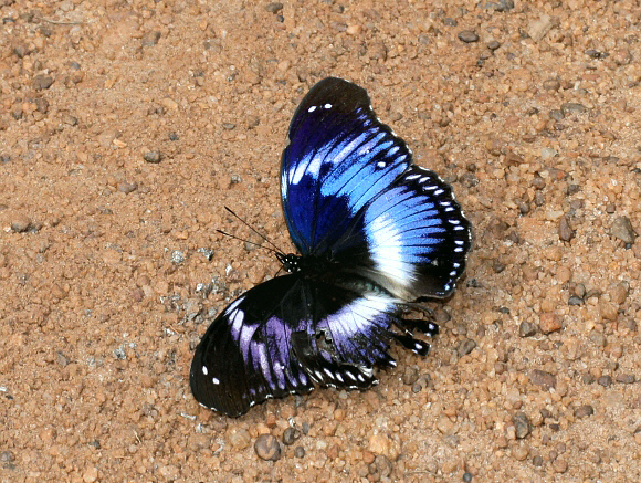 Blue Diadem