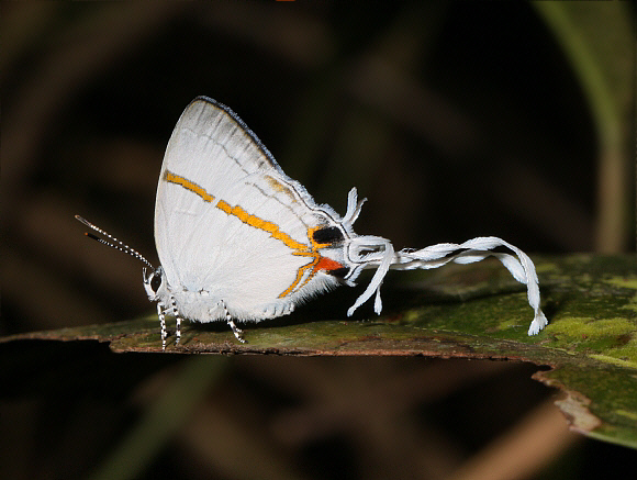 Lebona Fairy Hairstreak