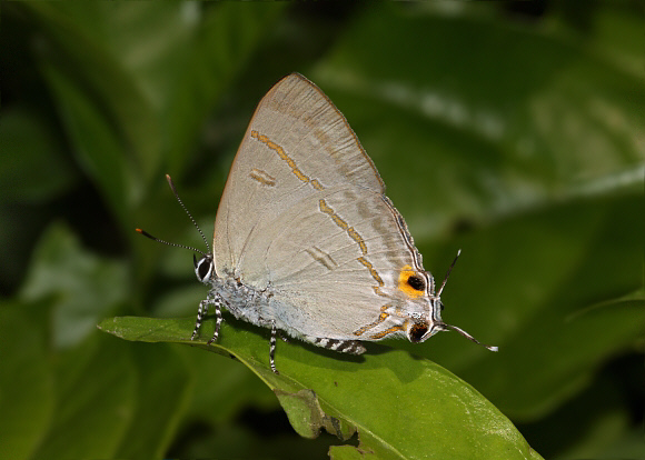 Hypolycaena erylus Manas, Assam, India – Adrian Hoskins